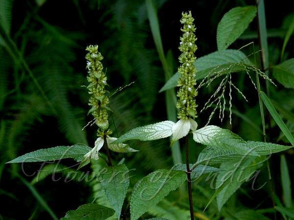 Platostoma coloratum Colored Jungle Basil